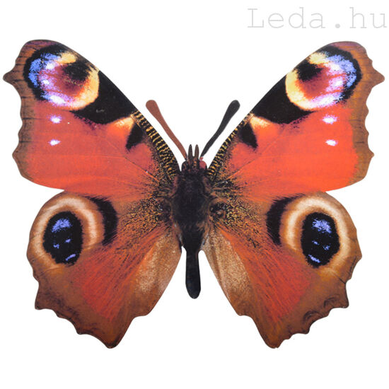 Pillangó Fali Dekoráció - Pávaszem