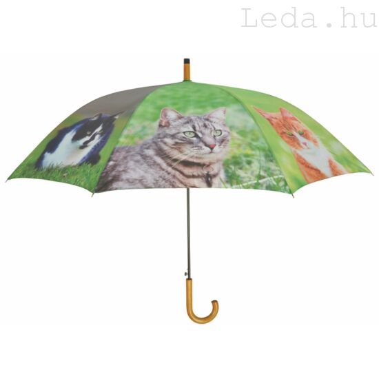 Cicás esernyő